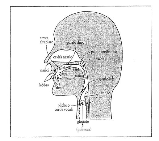  - linguistica_clip_image007